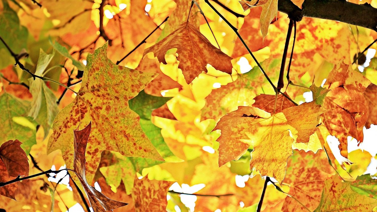 SAVE THE DATE - Herbstfest am 15.11.2025